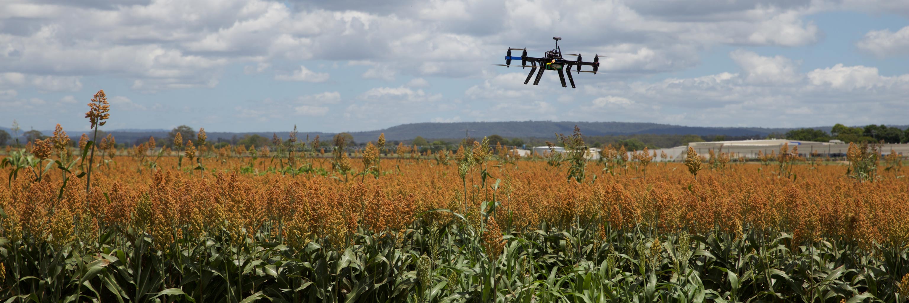 Drone flies over a field of crops